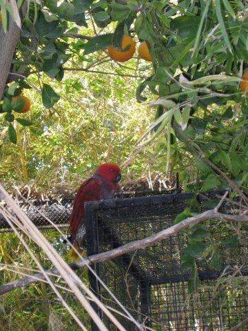 Eclectus Parrot